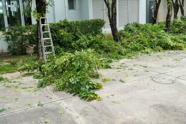 Reliable Key Vista, FL  Tree Services Solutions