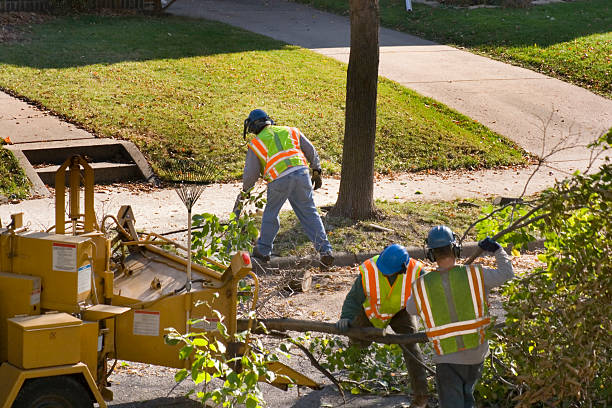 Best Fruit Tree Pruning  in Key Vista, FL