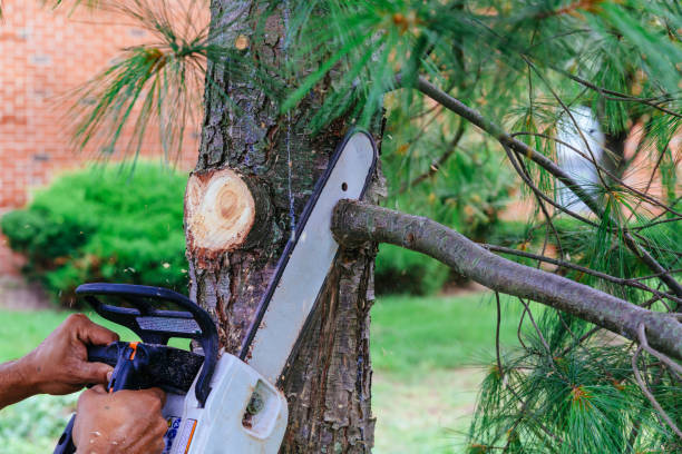 Why Choose Our Tree Removal Services in Key Vista, FL?